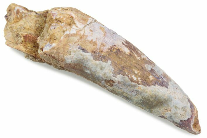 Bargain, Fossil Spinosaurus Tooth - Real Dinosaur Tooth #376393